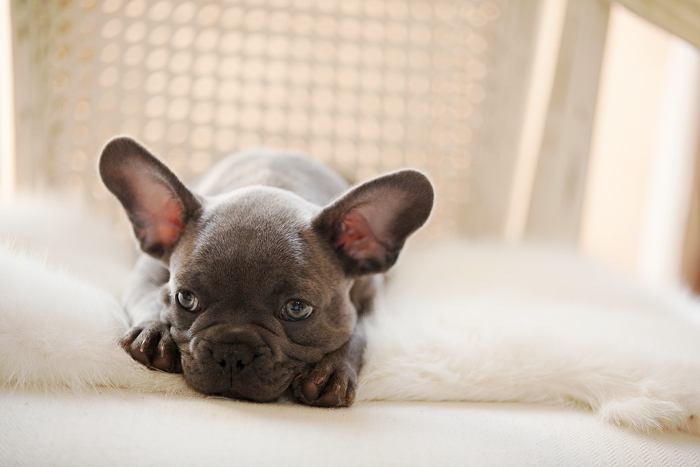 Mighty_Mignon_Blue_French_Bulldog_puppy_chriselle_lim_1