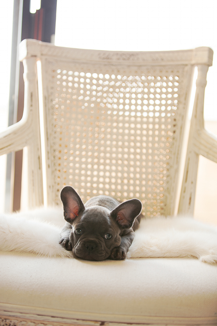 Mighty_Mignon_Blue_French_Bulldog_puppy_chriselle_lim